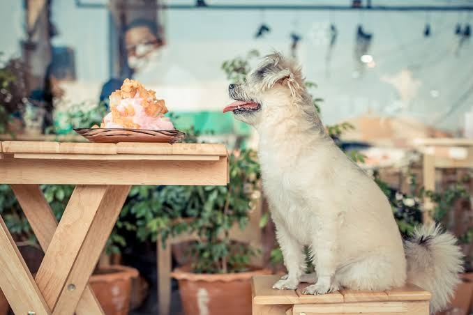 Tips for Taking Your Dog to a Cafe - Thursday Dinners